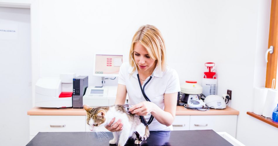 vet checking a little sick cat
